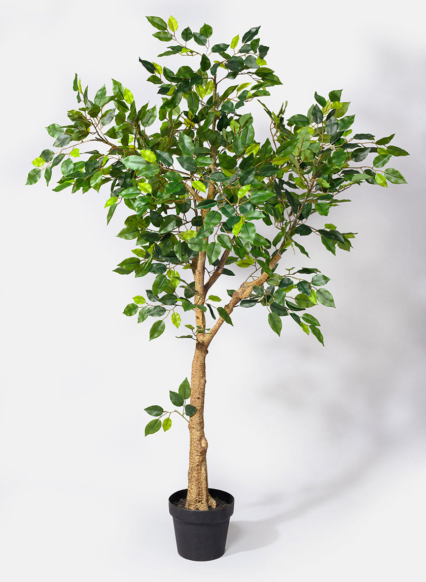 54in Tall Mini Ficus Tree Decor Jamali-garden