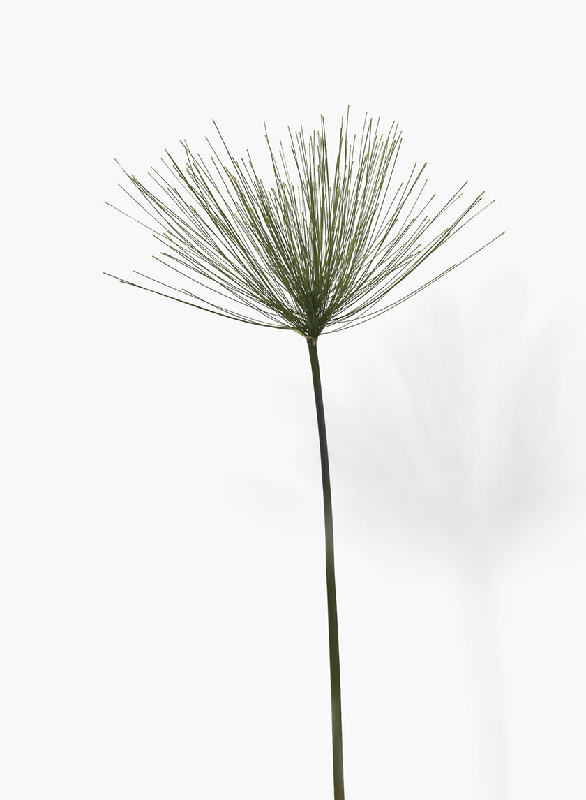 30in Long Papyrus Decor Jamali-garden
