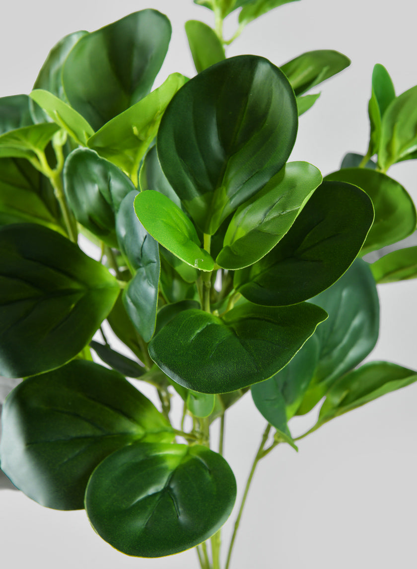 17in Long Green Peperomia Bush Decor Jamali-garden