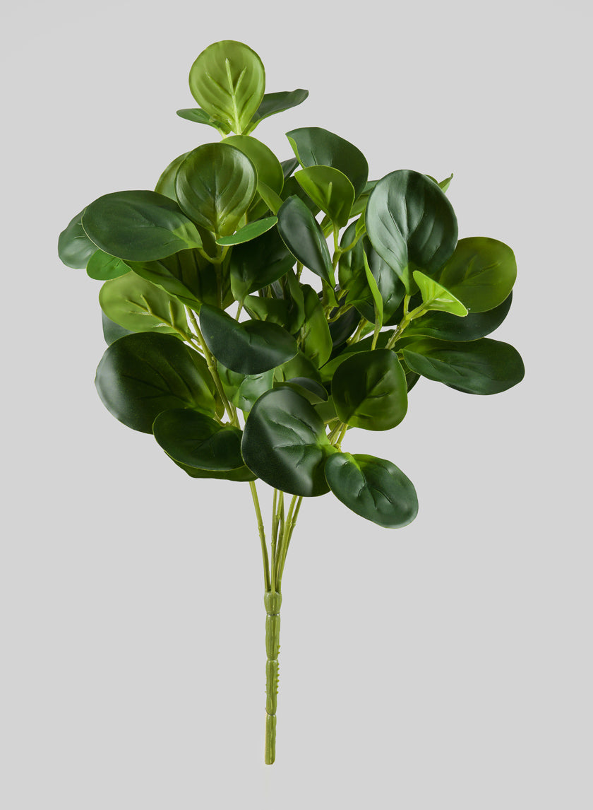 17in Long Green Peperomia Bush Decor Jamali-garden