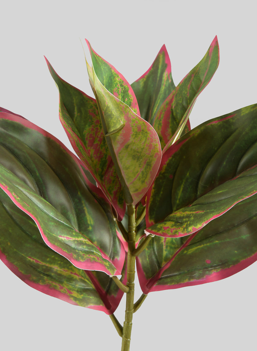 14in Long Reach Touch Red-Green Dieffenbachia Stem Pick Decor Jamali-garden