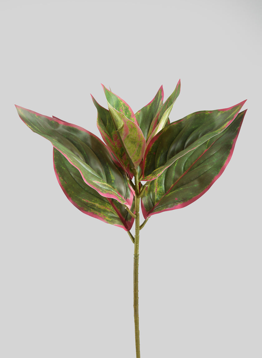 14in Long Reach Touch Red-Green Dieffenbachia Stem Pick Decor Jamali-garden