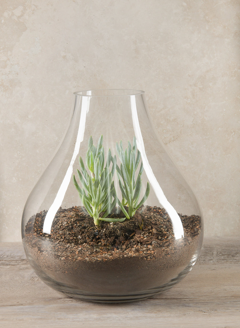 12in Tall Boheme Glass Terrarium Vase Decor Jamali-garden