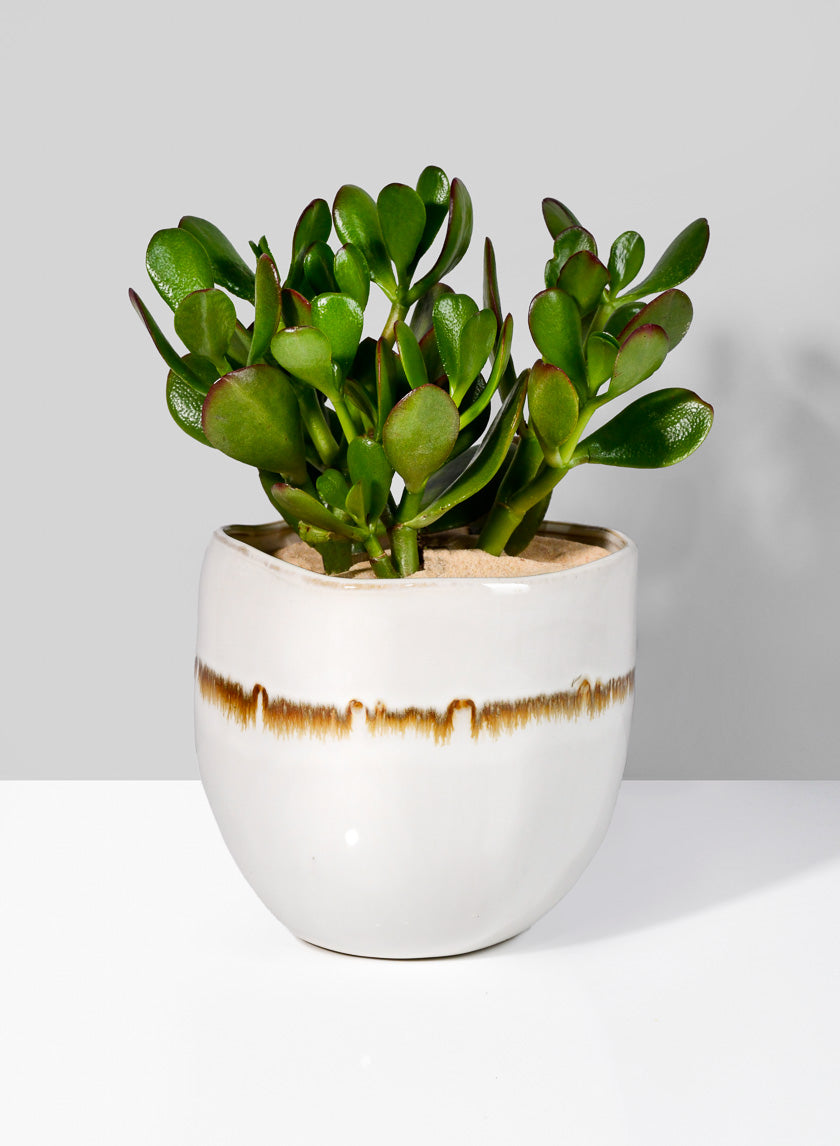5in Tall Mocha Stripe Dublin Ceramic Vase Decor Jamali-garden
