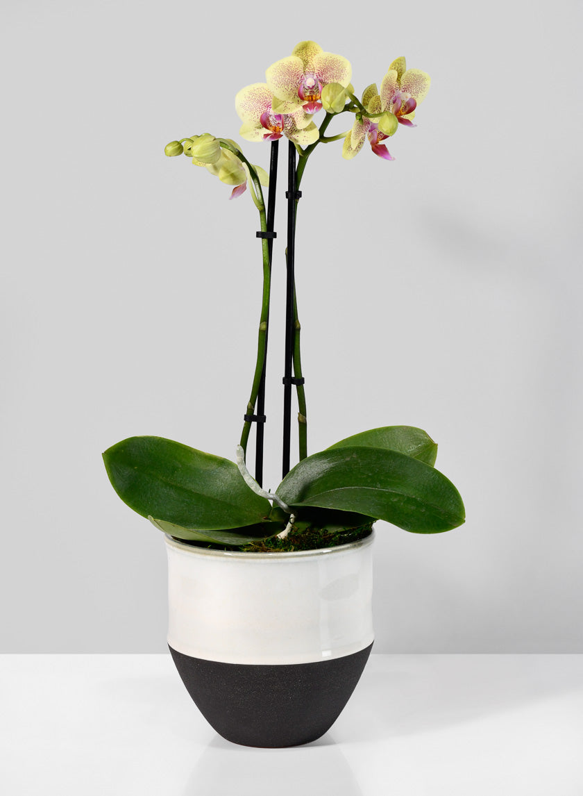 5.25in Tall NY Black &amp; White Cookie Planter Decor Jamali-garden