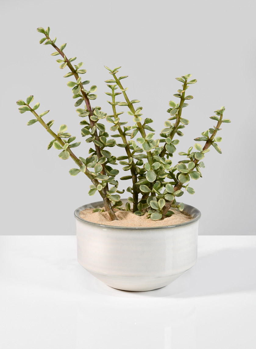 5.5in Wide Ceramic Handi Bowl Decor Jamali-garden