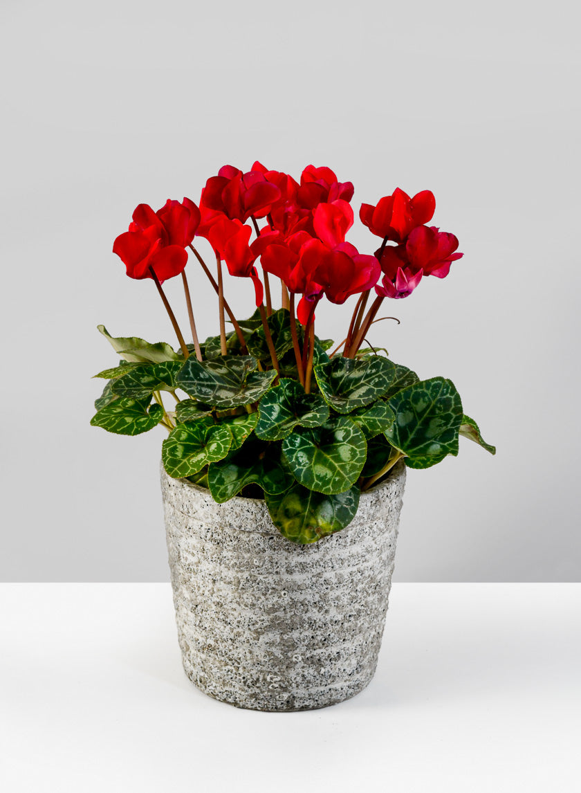 5in Tall Stone Wall Aged Planter Decor Jamali-garden