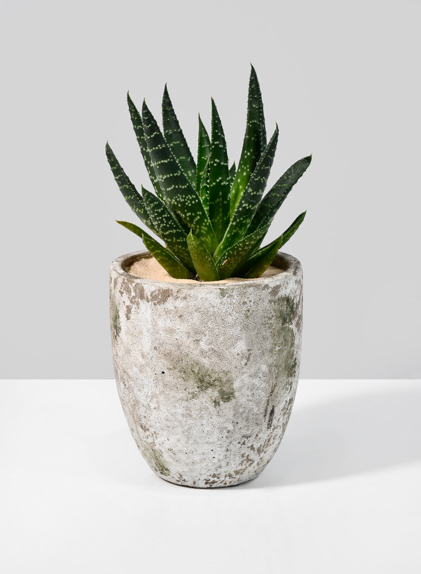 5in Tall Sturgeon Moon Aged Cement Planter Decor Jamali-garden