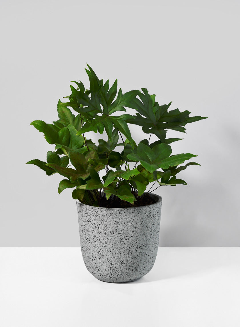 5in Tall Gojimara Cement Planter Decor Jamali-garden
