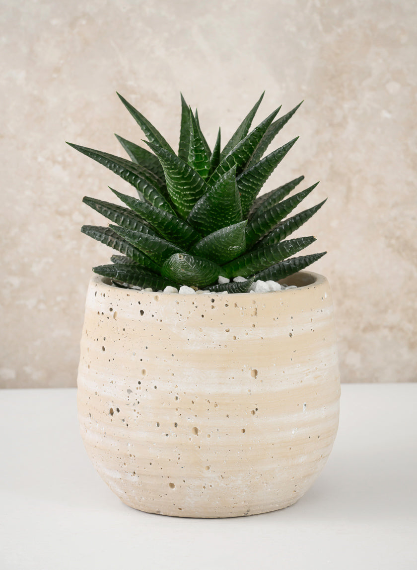 5in Tall Natural Slate Beige Cement Cache Pot Decor Jamali-garden