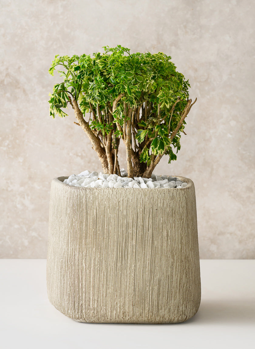 6.5in Tall Matte Ivory Racine Cement Cube Planter Decor Jamali-garden