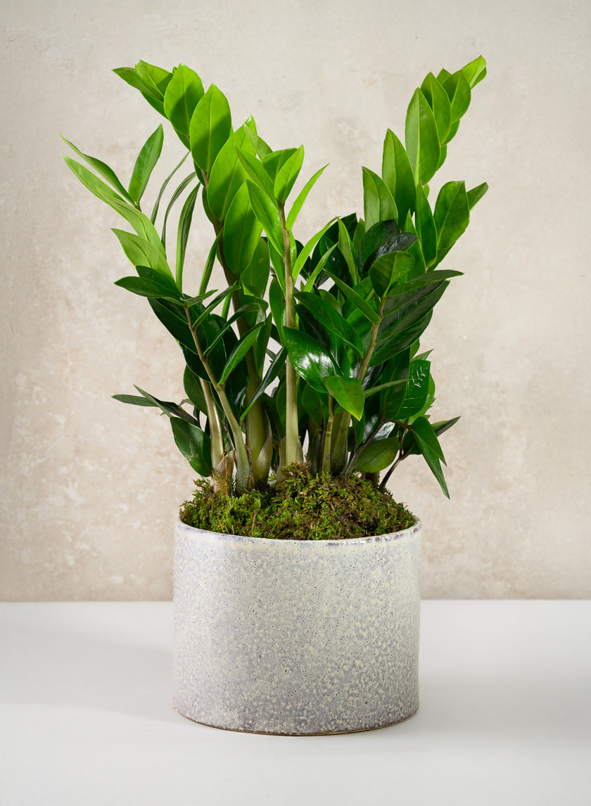 5.5in Tall Glaze Cloud Gray Ceramic Cylinder Vase Decor Jamali-garden