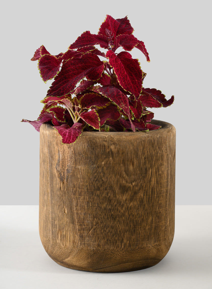 Dark Walnut Finish Paulownia Wood Cache Pot Decor Jamali-garden
