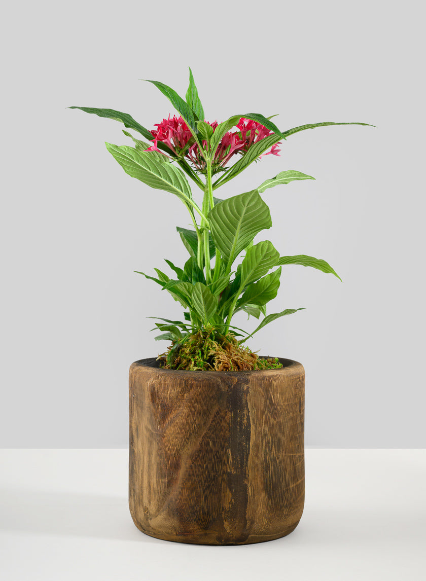 Dark Walnut Finish Paulownia Wood Cache Pot Decor Jamali-garden