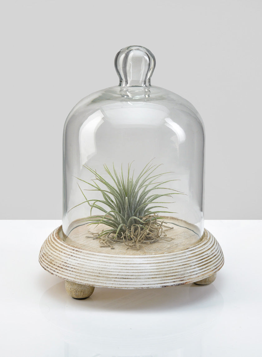 7.5in Tall La Boheme Glass Cloche with Wood Base Decor Jamali-garden