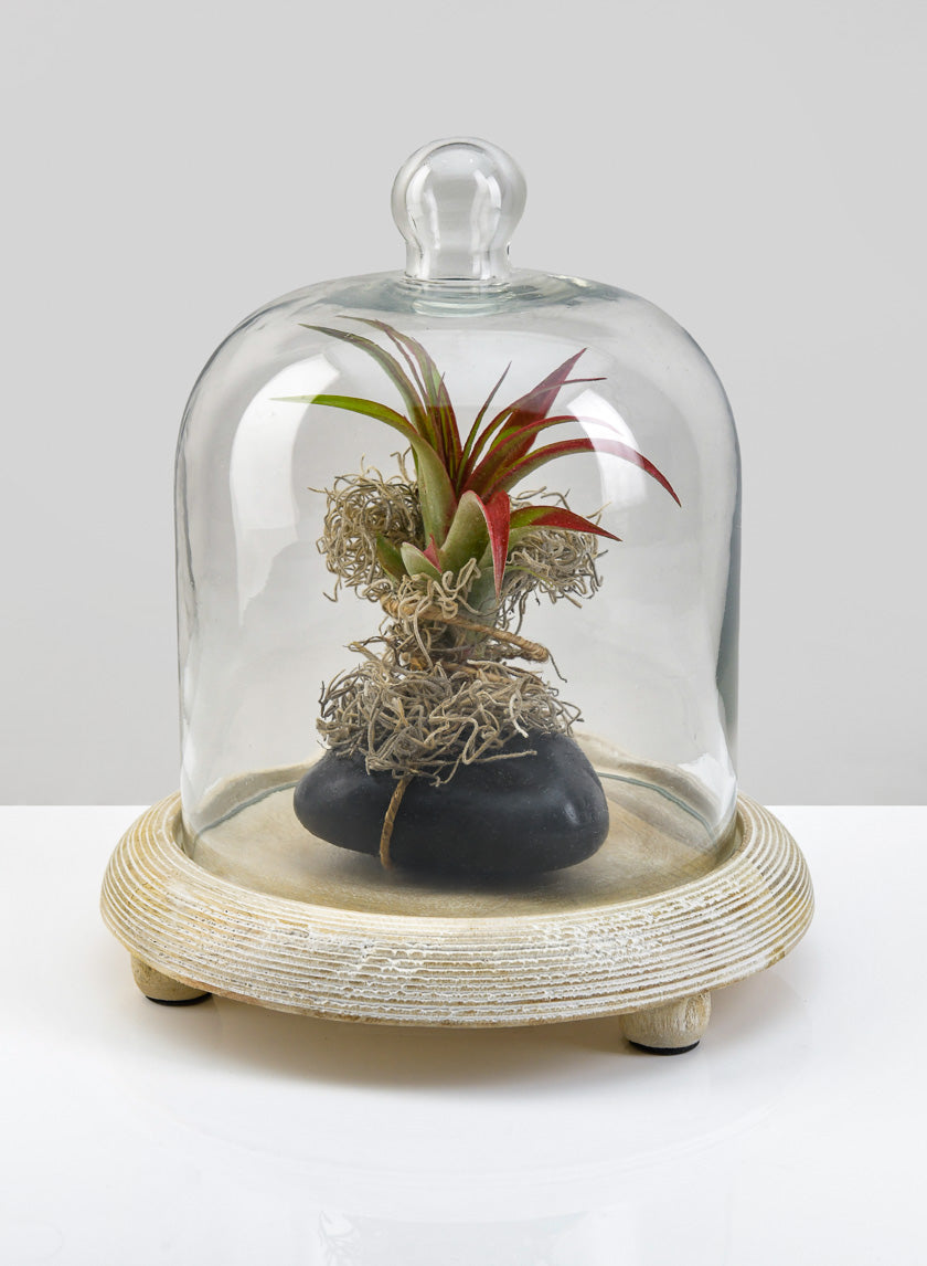 9.25in Tall La Boheme Glass Cloche with Wood Base Decor Jamali-garden
