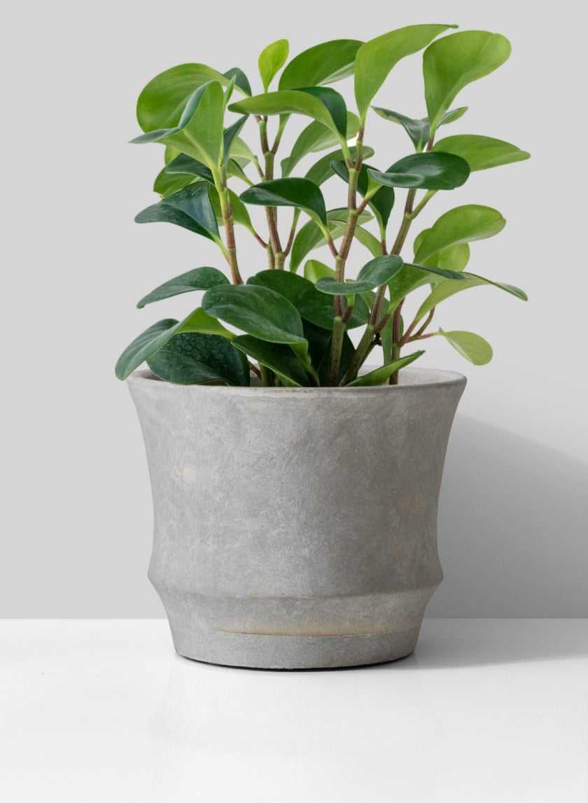 6in Tall Atelier Corded Cement Pot Decor Jamali-garden