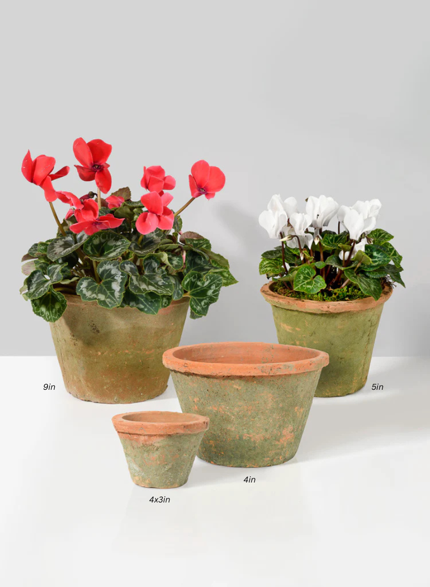 Mossed Redstone Standard Clay Pots Decor Jamali-garden