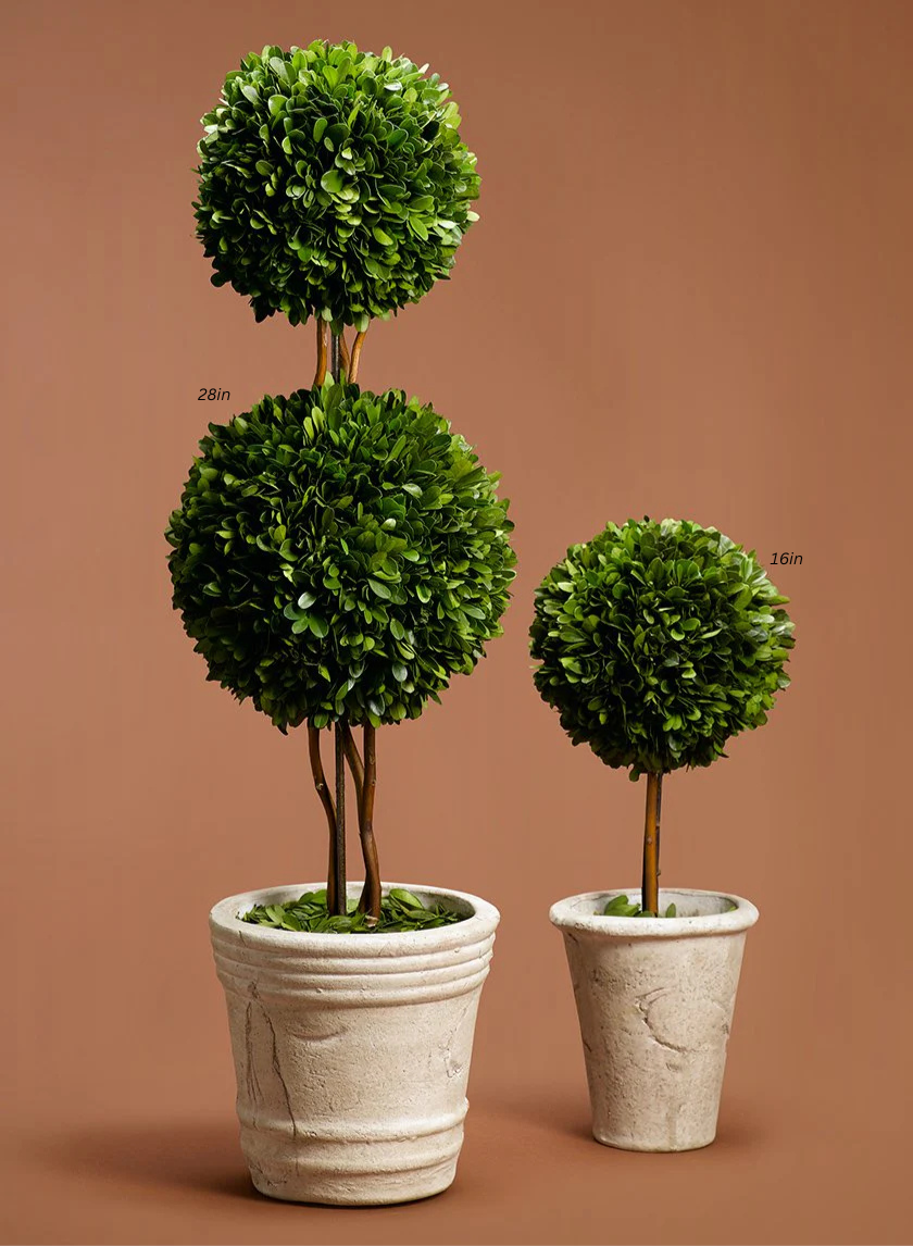 Boxwood Ball Topiaries Decor Jamali-garden