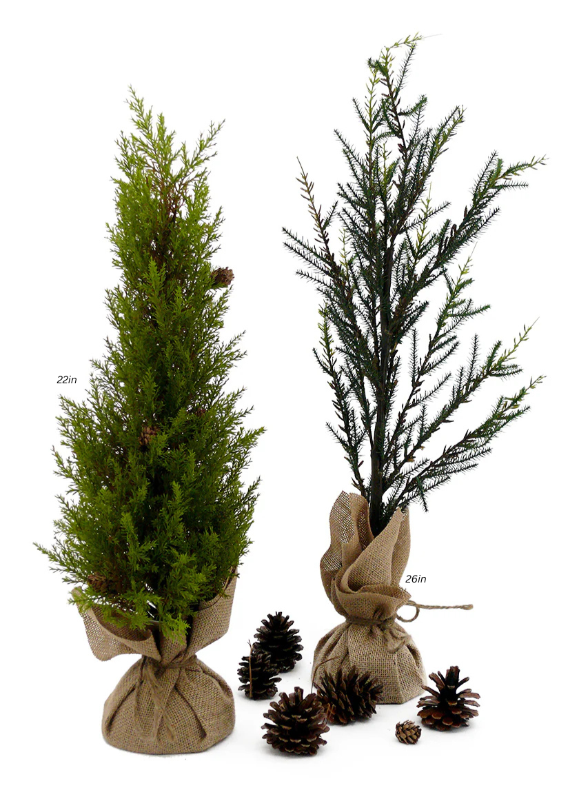 Pine Trees With Burlap Root Balls Decor Jamali-garden