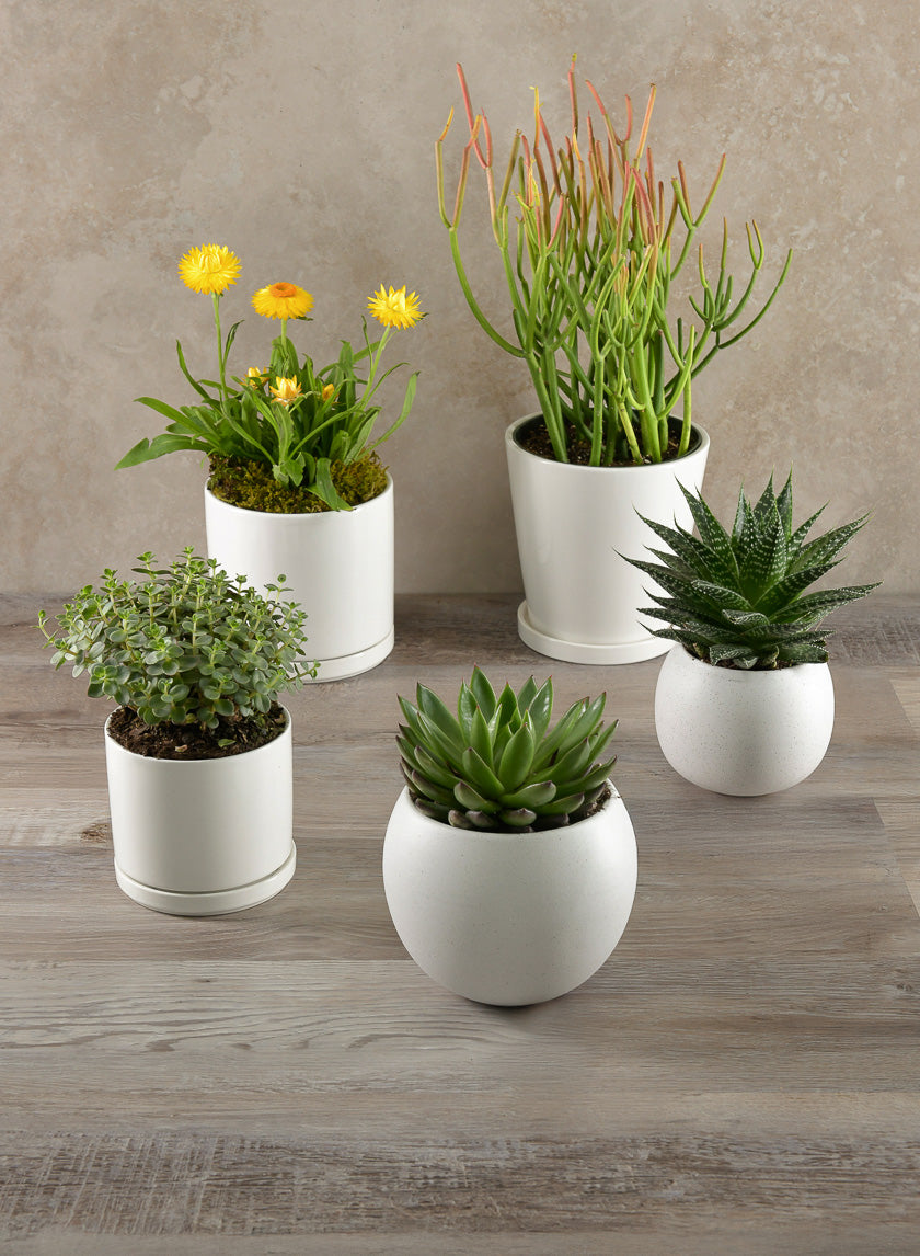 5.5in Tall Odense White Indoor Ceramic Pot with Saucer Decor Jamali-garden