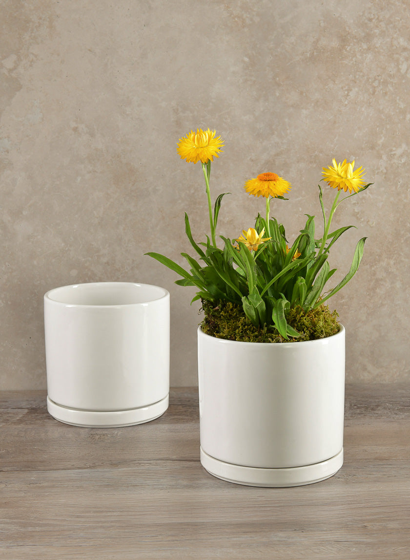 5.5in Tall Odense White Indoor Ceramic Pot with Saucer Decor Jamali-garden