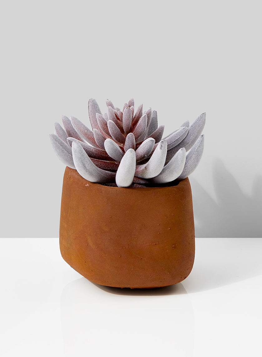 5in Tall Red Mini Senecio Succulent In Rust Cement Pot Decor Jamali-garden