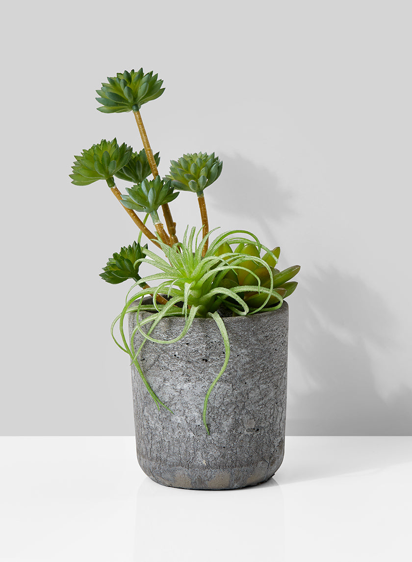 9in Tall Mixed Artificial Succulents In Cement Pot Decor Jamali-garden