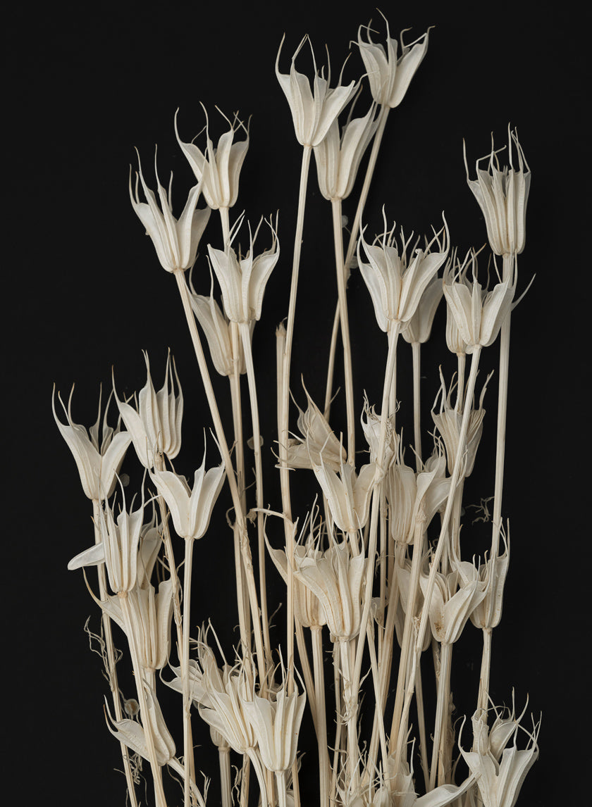 24in Long Bleached Nigella Bunch Decor Jamali-garden