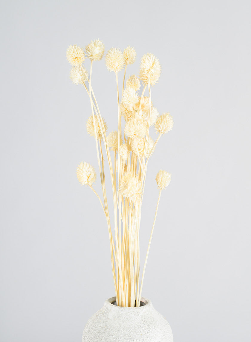 24in Long Bleached Craspedia Bunch Decor Jamali-garden