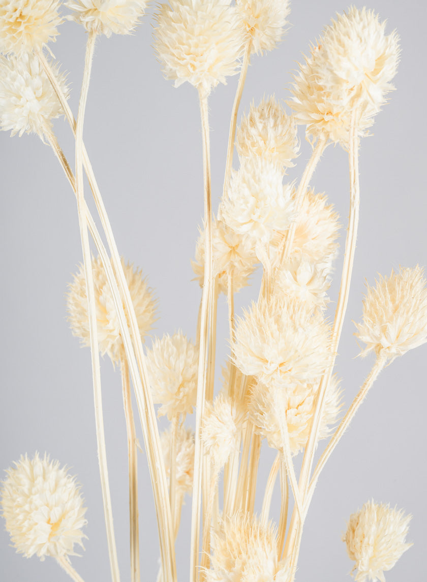 24in Long Bleached Craspedia Bunch Decor Jamali-garden