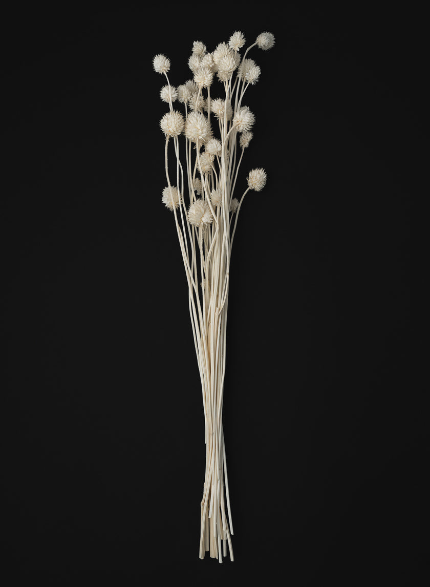 24in Long Bleached Craspedia Bunch Decor Jamali-garden