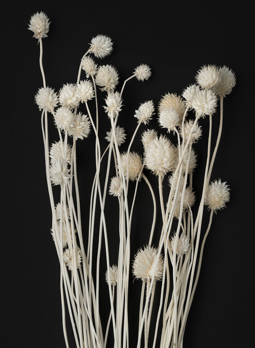 24in Long Bleached Craspedia Bunch Decor Jamali-garden