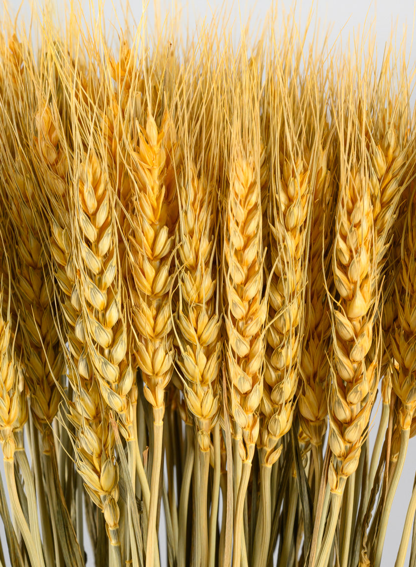 24in Long Natural Dried Wheat Bunch Decor Jamali-garden