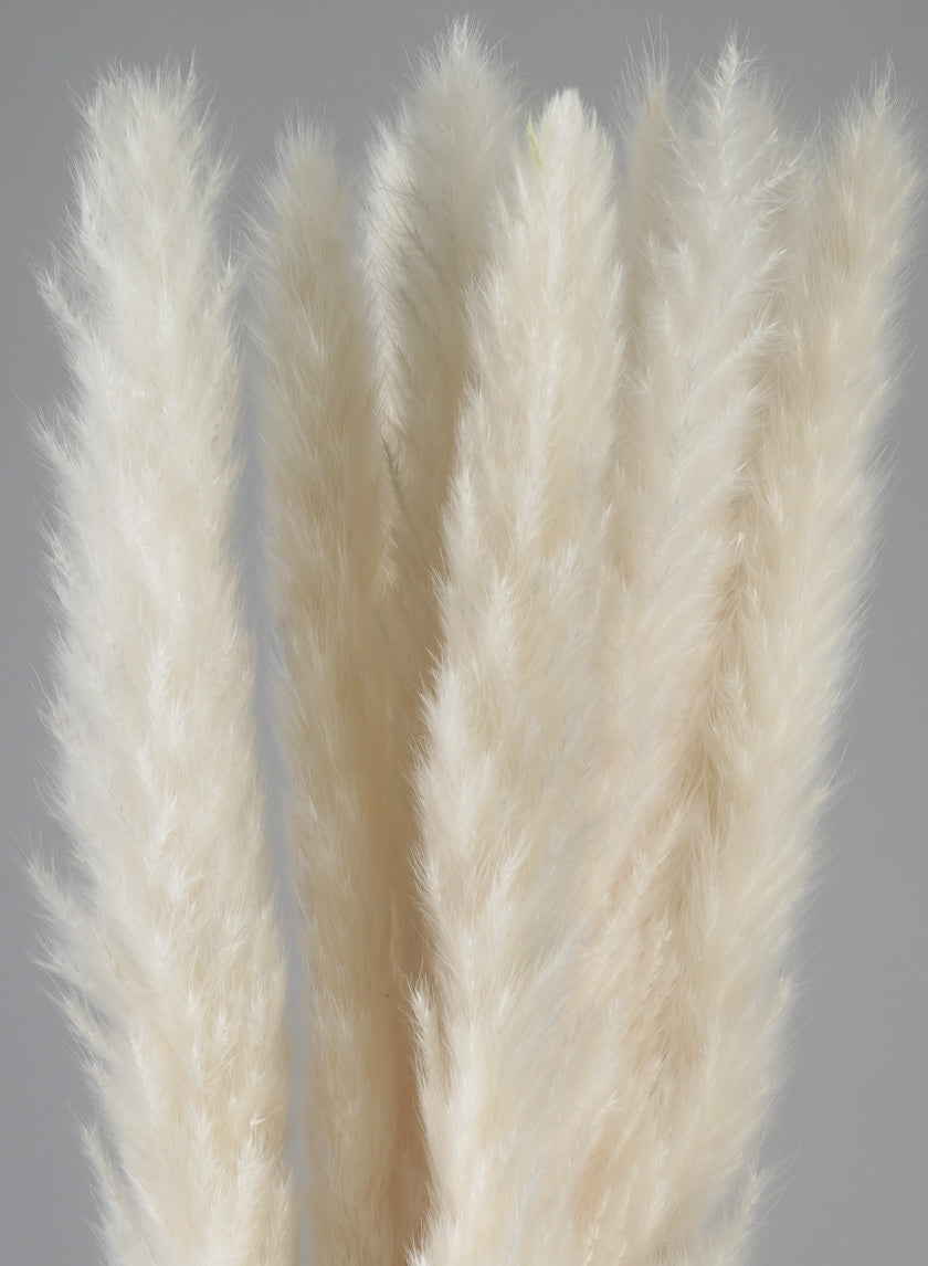 28in Long Bleached Pampas Grass Bunch Decor Jamali-garden