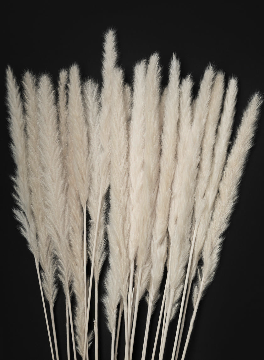 28in Long Bleached Pampas Grass Bunch Decor Jamali-garden