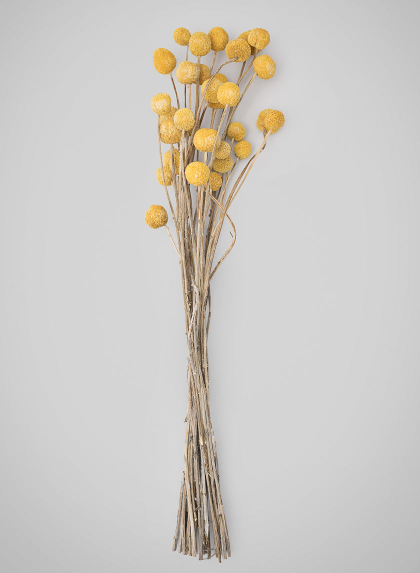 20in Long Natural Dried Craspedia Bunch Decor Jamali-garden