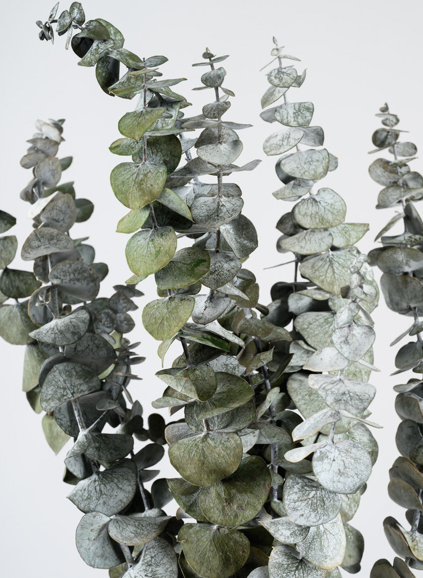 20in Long Silvery-Green Dried Eucalyptus Bunch Decor Jamali-garden