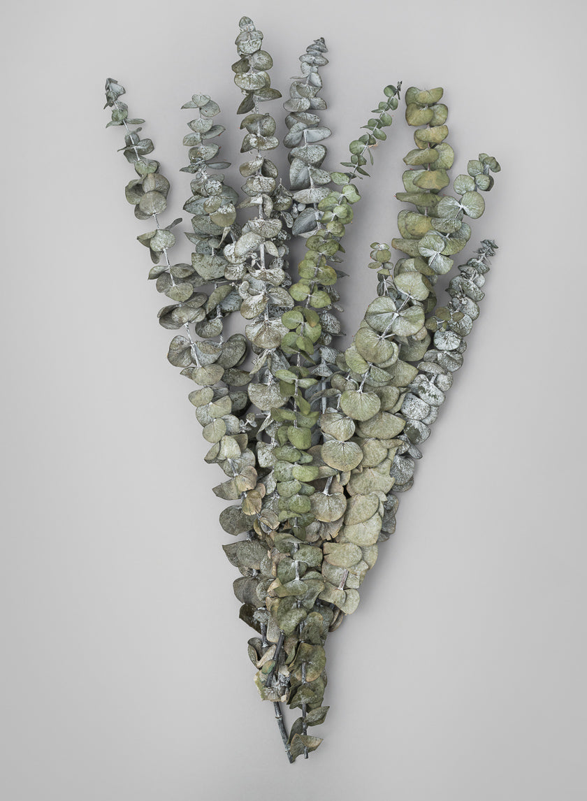 20in Long Silvery-Green Dried Eucalyptus Bunch Decor Jamali-garden