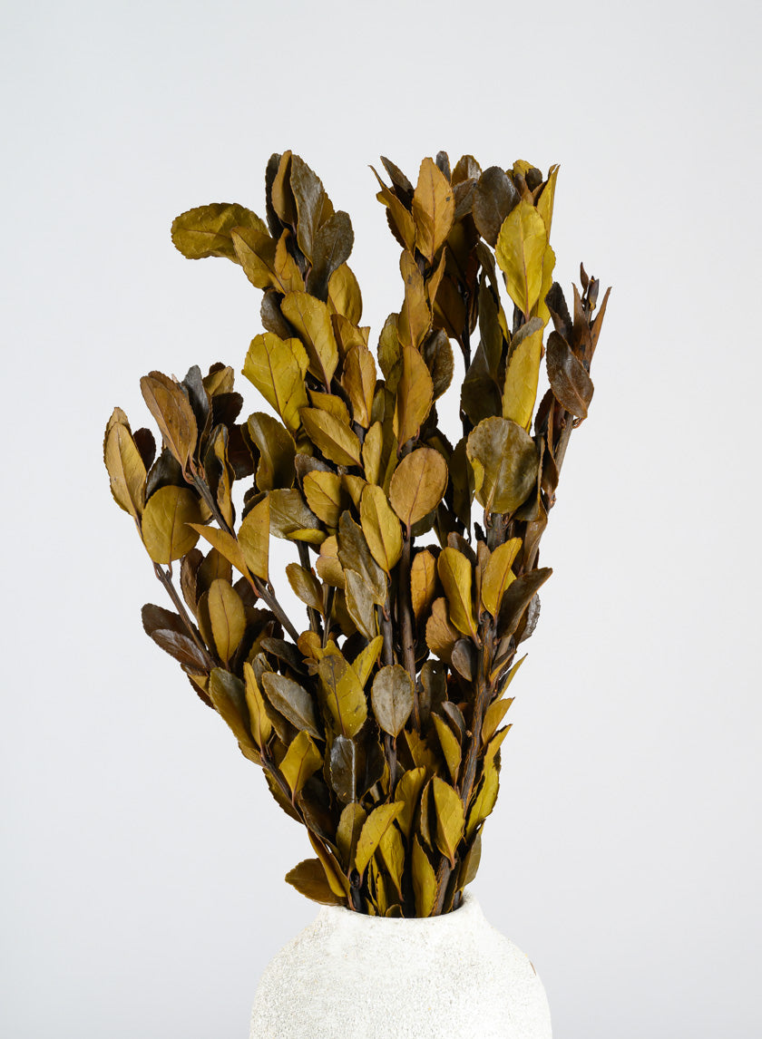 20in Long Dried Holly Branch Bundle Decor Jamali-garden