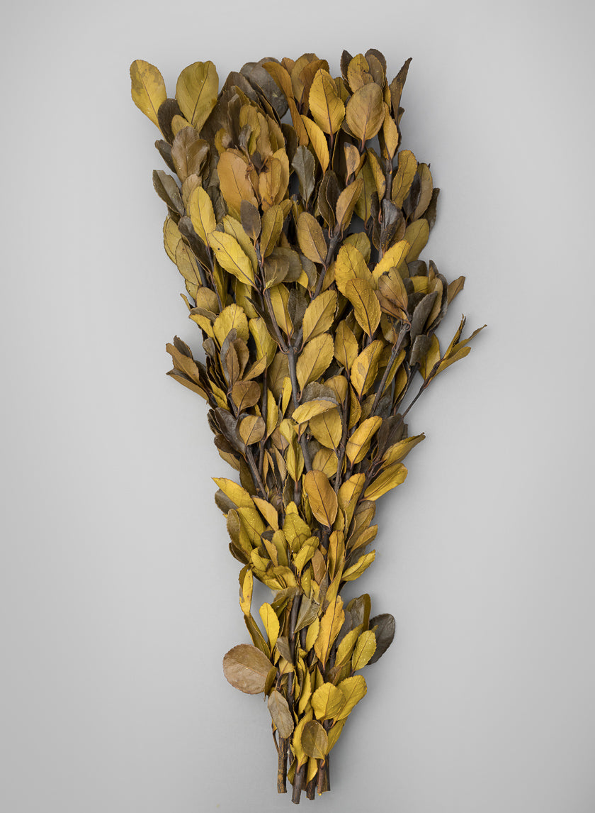 20in Long Dried Holly Branch Bundle Decor Jamali-garden