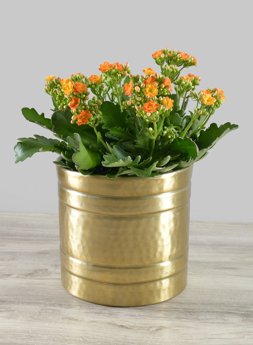 7.5in Tall Arya Iron Antique Gold Cylinder Decor Jamali-garden
