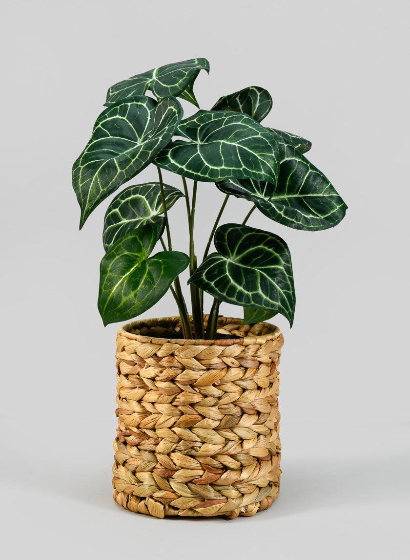 7in Tall Johor Water Hyacinth Vase and Bottle Holder Decor Jamali-garden