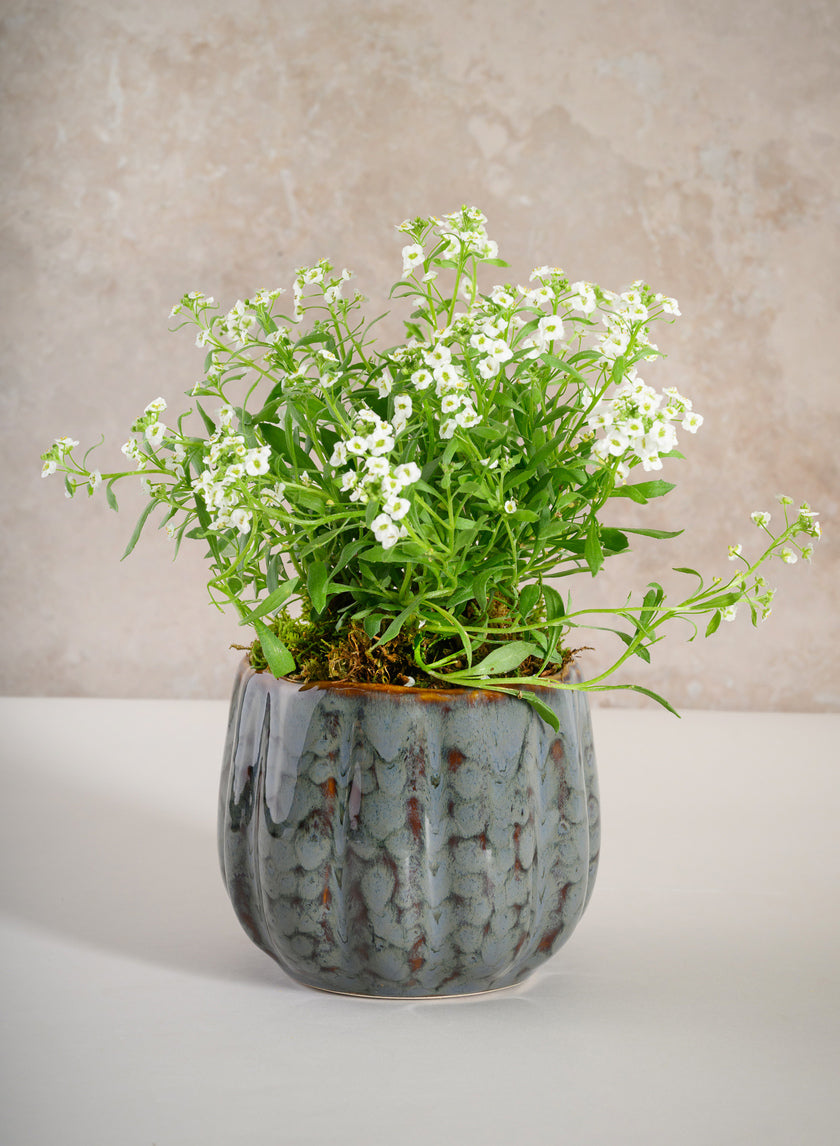 4.5in Tall Grey Glazed Leif Ceramic Cachepot Decor Jamali-garden