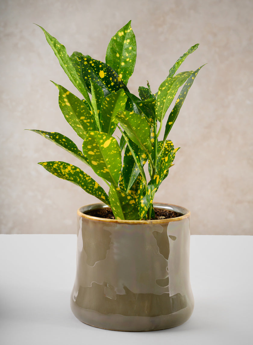 4.5in Tall Kolso Vintage Green Ceramic Cachepot Decor Jamali-garden