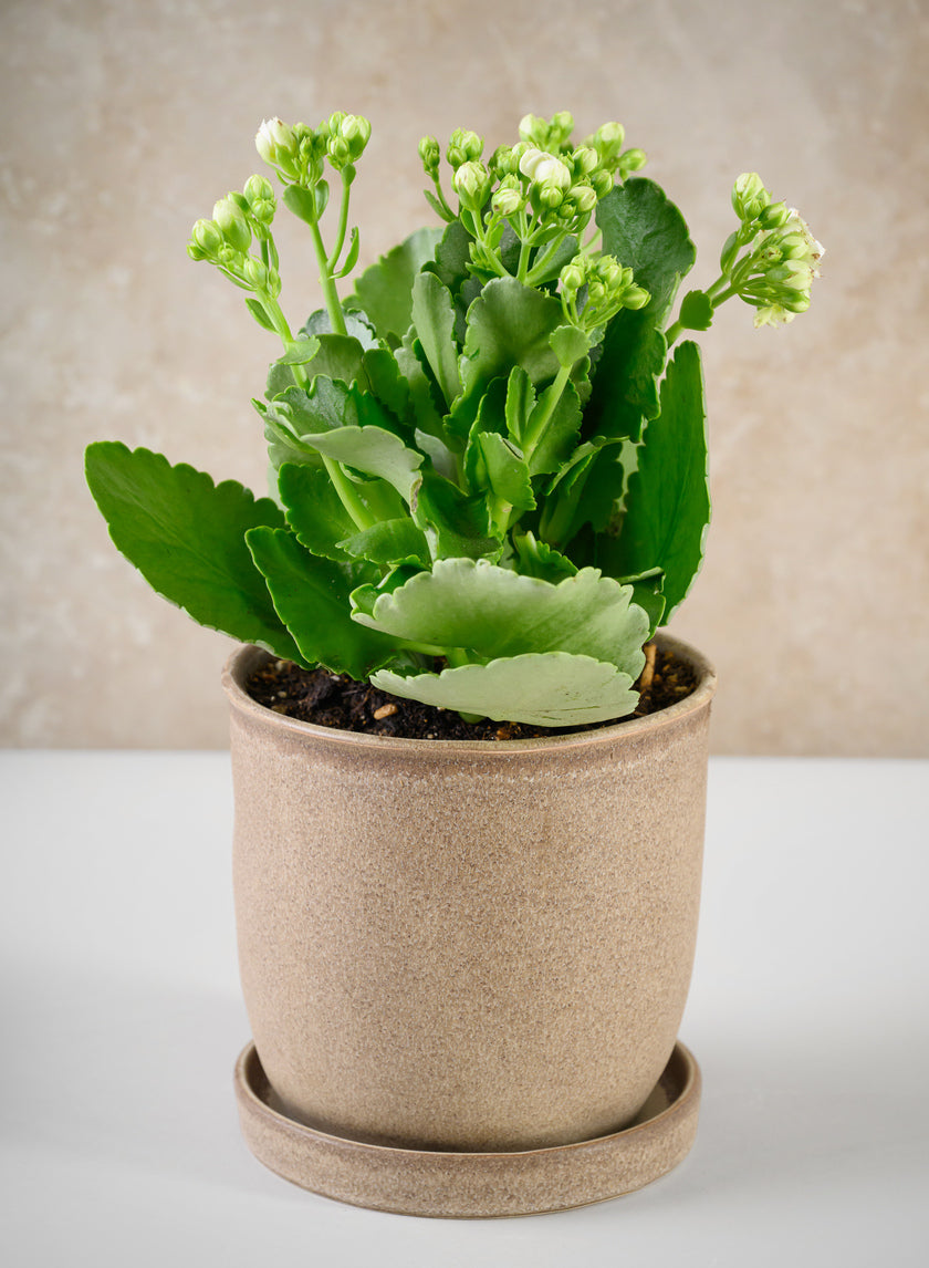 5in Tall Azra Light Brown Ceramic Pot with Saucer Decor Jamali-garden