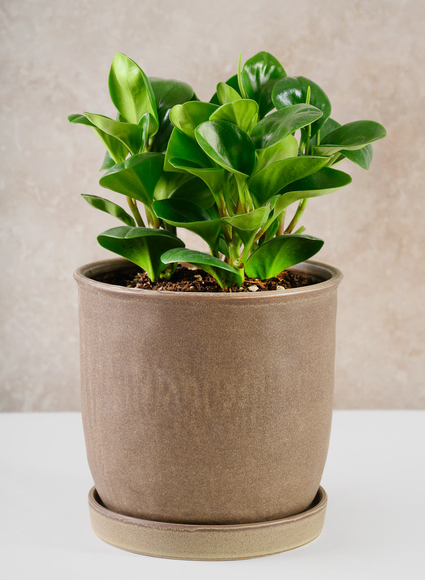 7.5in Tall Azra Dark Brown Ceramic Pot with Saucer Decor Jamali-garden