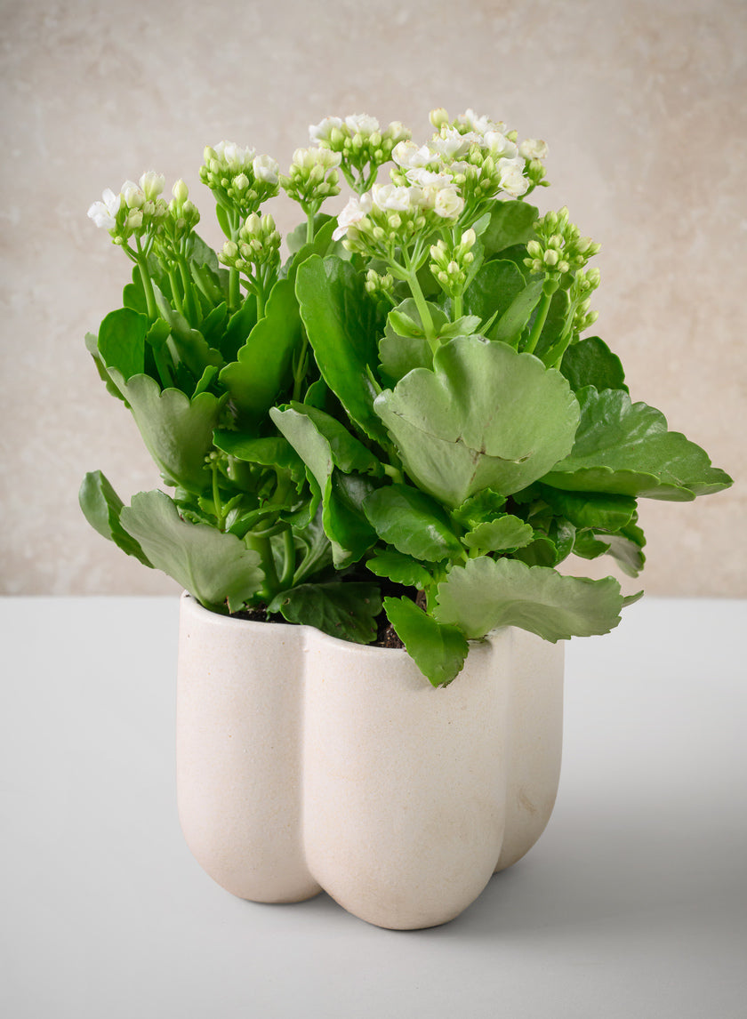 5in Tall Sand White Freya Ceramic Cachepot Decor Jamali-garden
