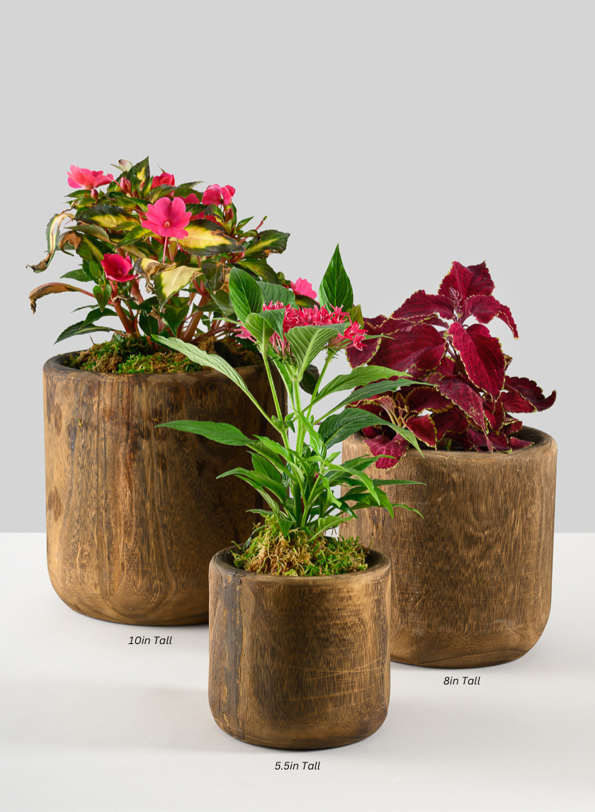 Dark Walnut Finish Paulownia Wood Cache Pot Decor Jamali-garden