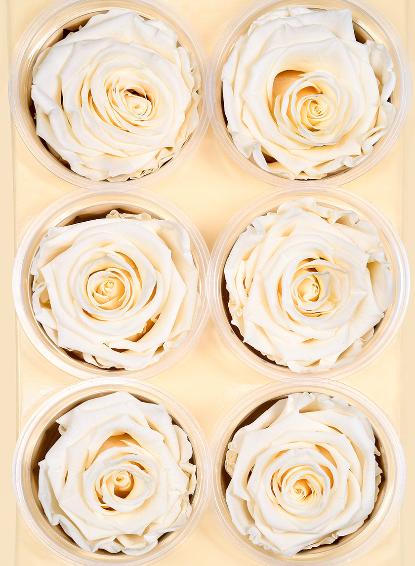Preserved Cream Rose, Set of 6 Decor Jamali-garden